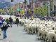 Trailing of the Sheep Festival, Ketchum (美国)